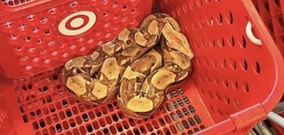 Snake inside of a shopping cart in Sioux Cirt Iowa Snake inside of a shopping cart in Sioux Cirt Iowa