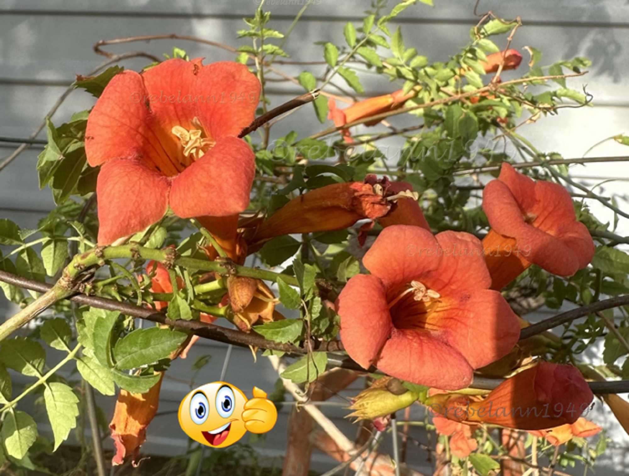 The first trumpet flowers since I planted this plant 2 years ago.