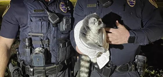 Two Springfield police officers capture a loose lemur.