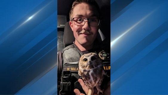 Officer Walker with Philbert the owl inside of his squad car in Washington state, Officer Walker with Philbert the owl inside of his squad car in Washington state,