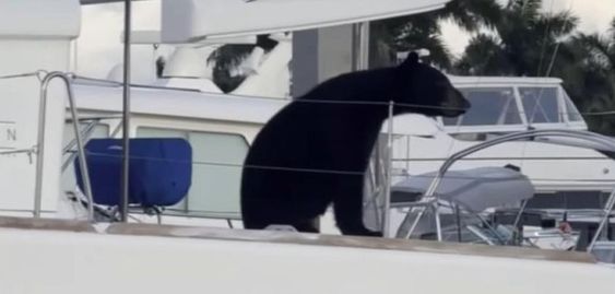 Black bear aboard a sailboat in Naples Florida