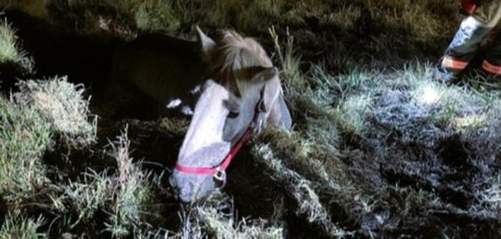 A horse that was sinking in a bog rescued in Colorado.