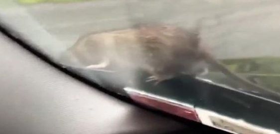 A rat on the windshield of an auto in New York state