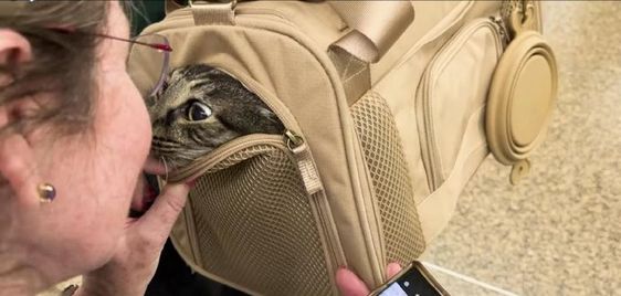 Butters the missing cat returns to his owners in Seattle
