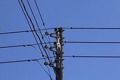 A cat rescued by utility workers in Pennsylvania A cat rescued by utility workers in Pennsylvania