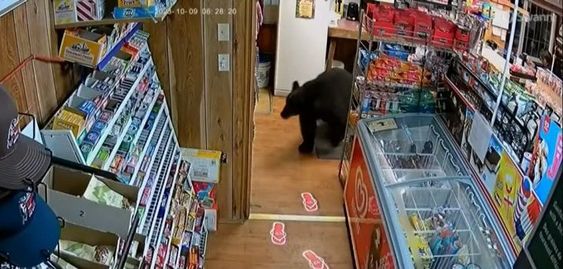 A black bear entering a gasoline station in Vancouver Island