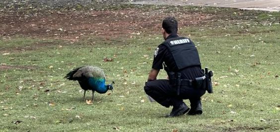 A deputy of the Cherokee County Sheriff&#039;s Office and a peacock.
