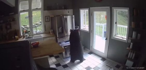 A bear breaking into a home in Connecticut on Wednesday.