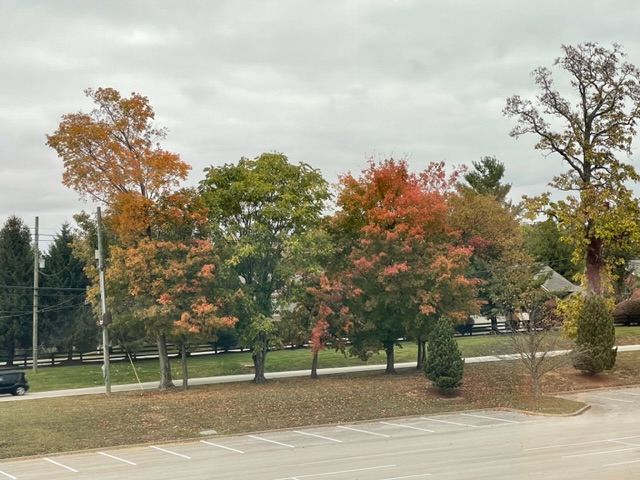 Foliage near Southeast Christian Church in Louisville.  Photo taken by and the property of FourWalls.