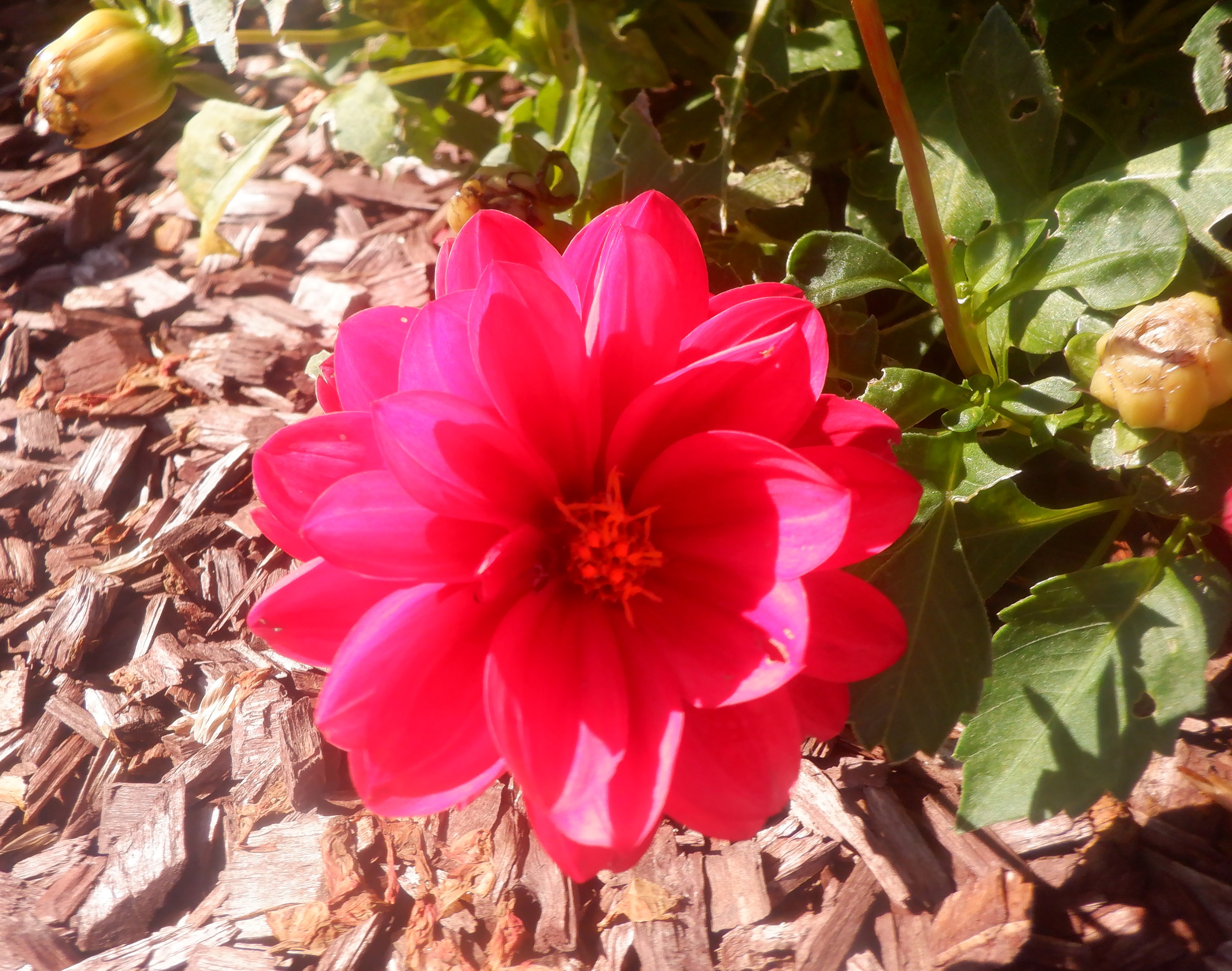 Flower at the front of the apartment complex Flower at the front of the apartment complex