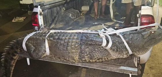 A huge crocodile in South Africa being placed aboard a vehicle 