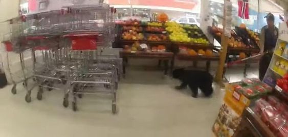 Police in Petersburg Alaska chase a bear inside a grocery store Police in Petersburg Alaska chase a bear inside a grocery store