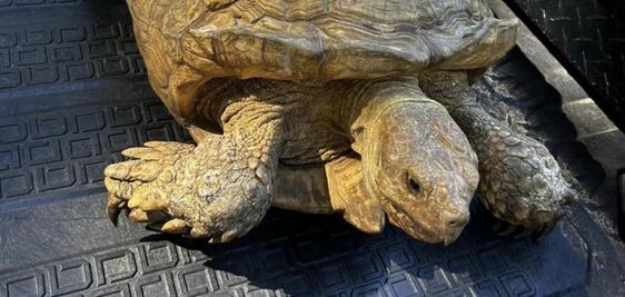 Missing turtle found and returned to her owner in Florida.