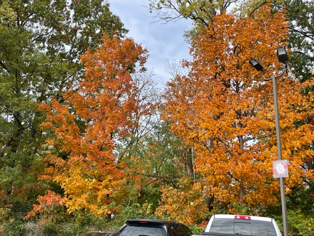 Foliage at the VA Medical Center. Photo taken by and the property of FourWalls. Foliage at the VA Medical Center. Photo taken by and the property of FourWalls.