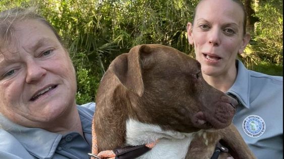 Officials with the Port Macaya Animal Services rescue a puppy in Florida. Officials with the Port Macaya Animal Services rescue a puppy in Florida.