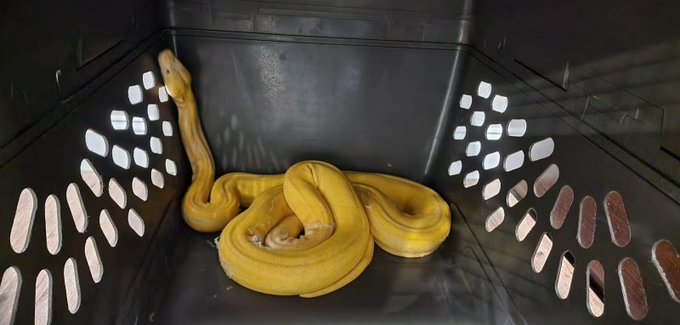 Eight foot long snake caught after four months on the road in Oklahoma