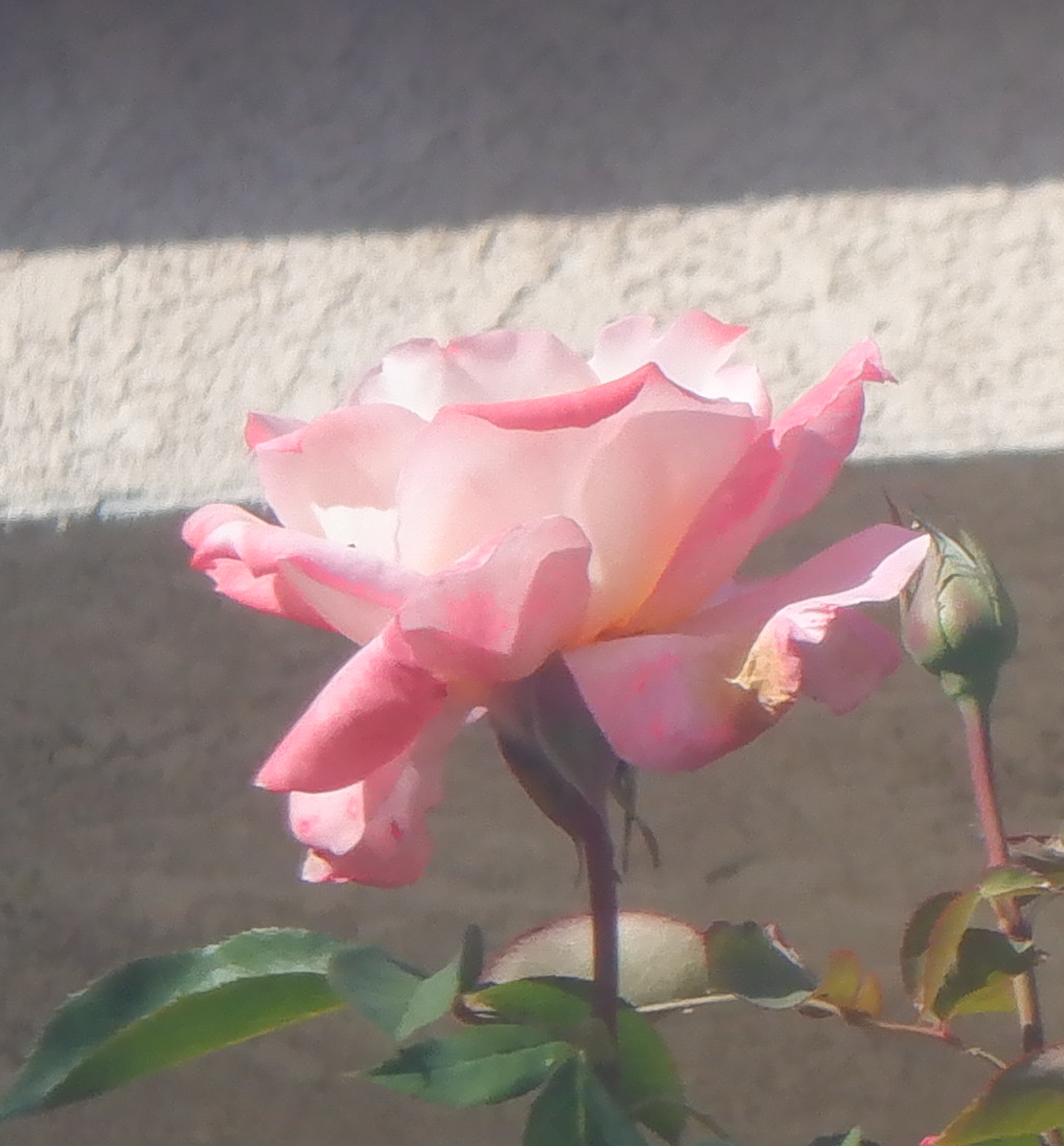 Photo taken by me and cropped to show one rose
