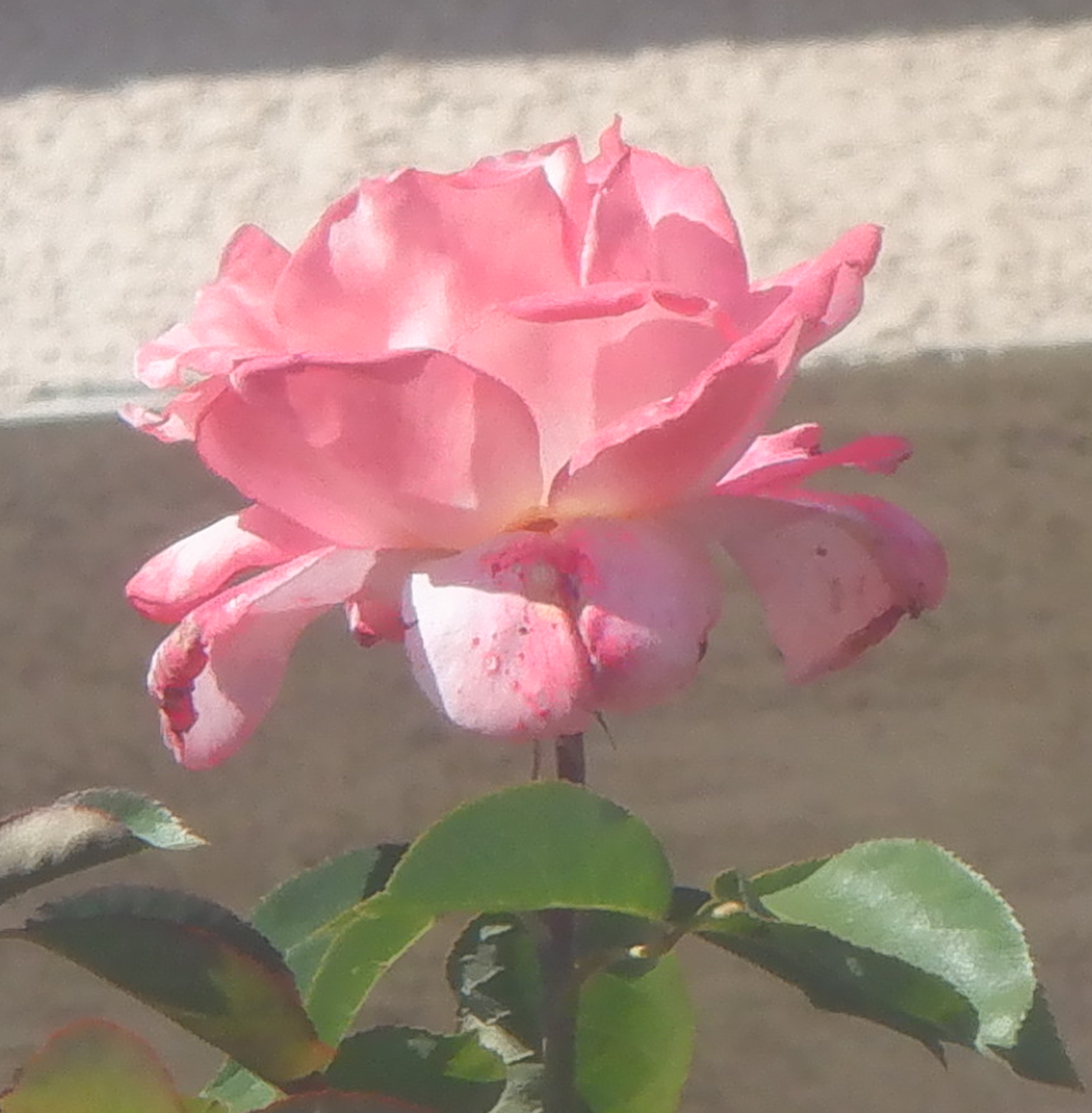 Second cropped photo of a single rose 10-31-22