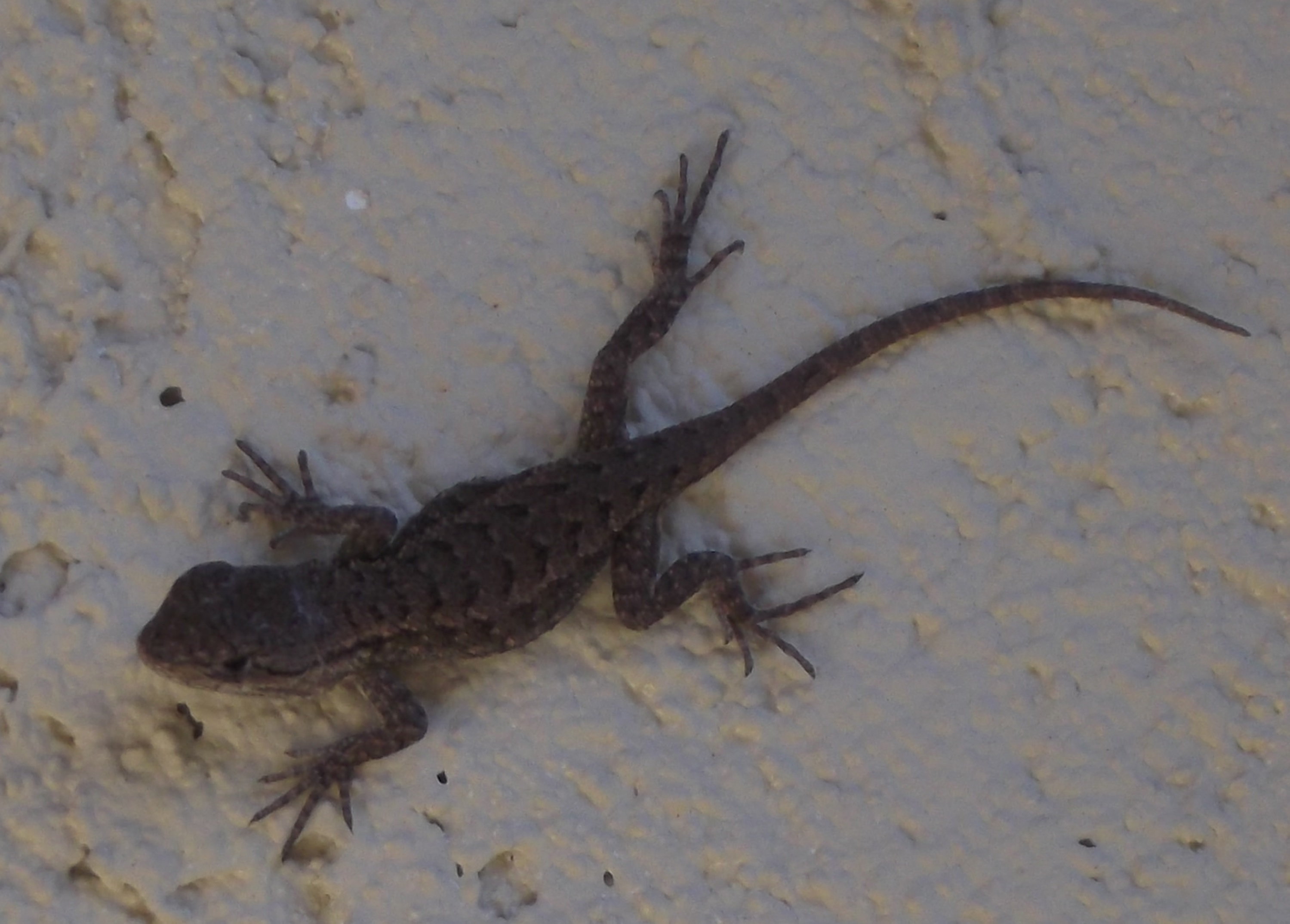 Photo I took of a lizard on the wall back at my house Photo I took of a lizard on the wall back at my house