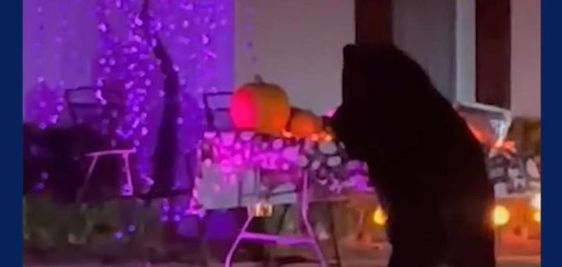 Bear eating candy from an empty bowl in Tampa Florida on Halloween Bear eating candy from an empty bowl in Tampa Florida on Halloween