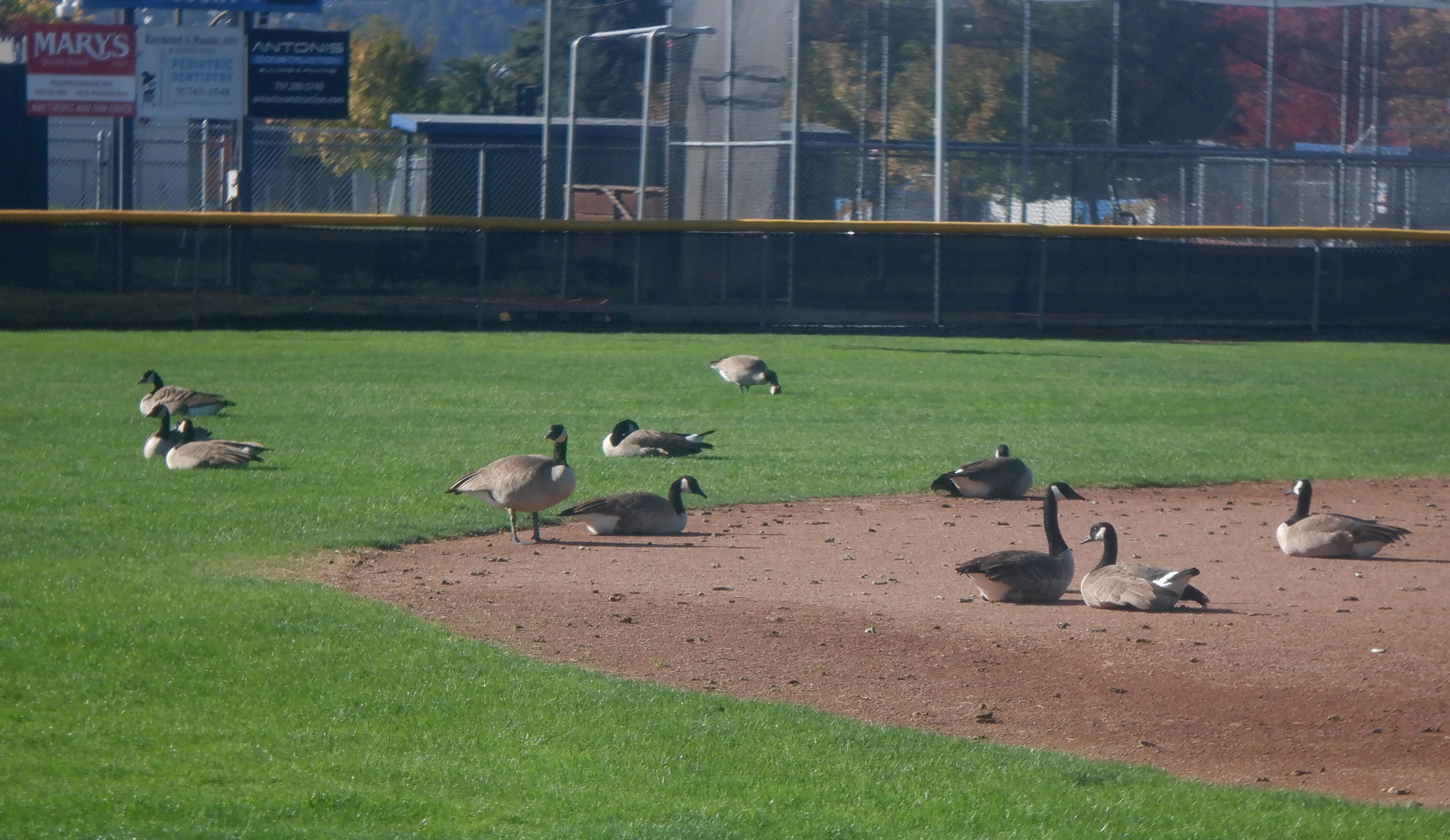 Geese having a meeting on the ball field Geese having a meeting on the ball field