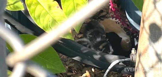 A kitten being rescued by a lineman in Stamford CT A kitten being rescued by a lineman in Stamford CT