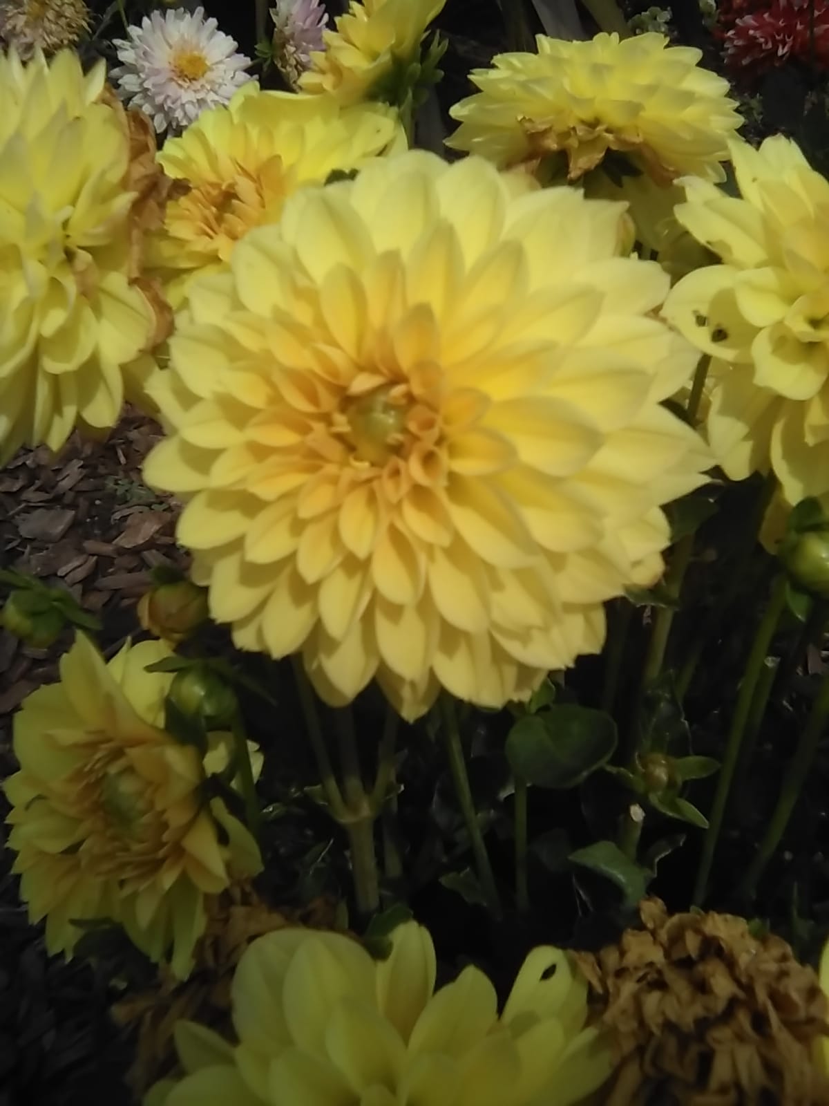 Photo taken by me 8-14-23 Photo taken by me 8-14-23