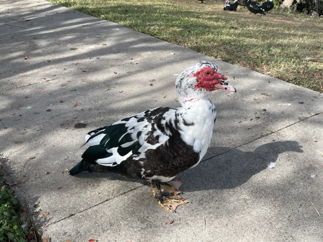 Muscovy duck on the state capital grounds in Baton Rouge.  Photo taken by and the property of FourWalls.