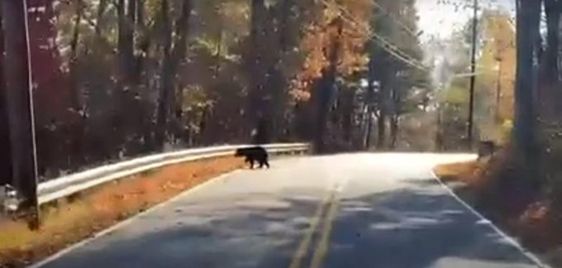 A cub running across a street in Greenville County South Carolina A cub running across a street in Greenville County South Carolina
