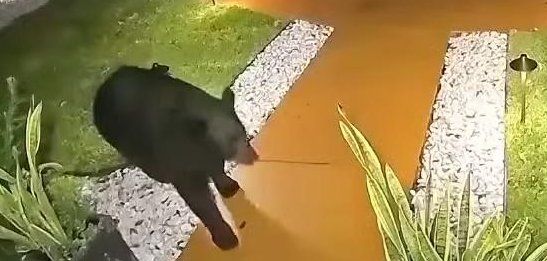 Bear in Florida steals food from a front porch last weekend.