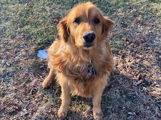 Molly who was missing for over four months returned to her family in Iowa