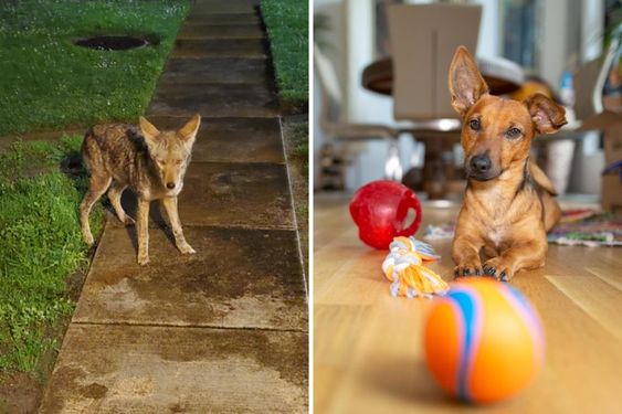 Images of the dog Dobby being rescued by a fenale with a golden heart. Images of the dog Dobby being rescued by a fenale with a golden heart.
