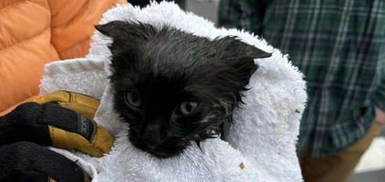 A kitten rescued by firefighters in Park City Utah
