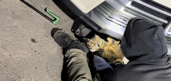 An owl being rescued by animal rescue team members in New York An owl being rescued by animal rescue team members in New York