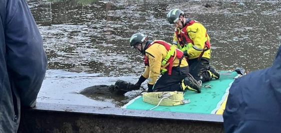 Firefighters in England rescue a calf that was in a pit on Thursday Firefighters in England rescue a calf that was in a pit on Thursday