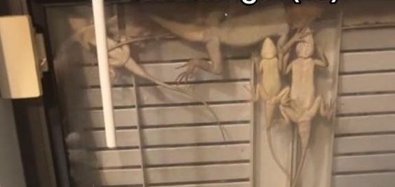 Group of lizards in Port St. Lucie Florida keeping warm on a window. Group of lizards in Port St. Lucie Florida keeping warm on a window.