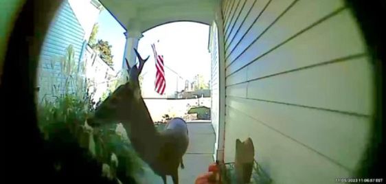 Deer uses his muzzle to ring the doorbell of a Cherokee County Sheriff's Office officer