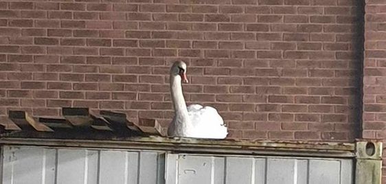 A swan that needed to be rescued in East Sussex by animal rescuers A swan that needed to be rescued in East Sussex by animal rescuers