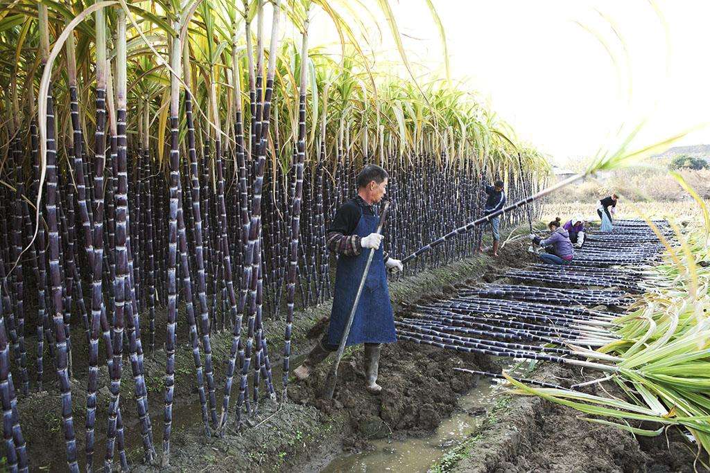 sugarcane sugarcane