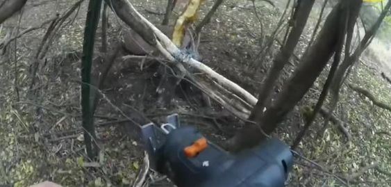 A deer rescued by Columbia County Sheriff&#039;s Office deputy in Wisconsin