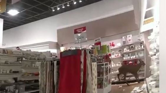 Deer inside of a retail store in Maine. Deer inside of a retail store in Maine.