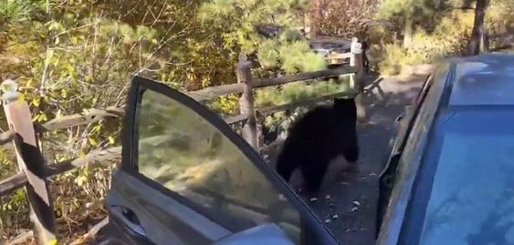 A bear in Littleton Colorado leaves an auto that had loose candy inside.