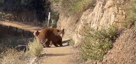 Three bears on Sierra Madre Mountain in California.