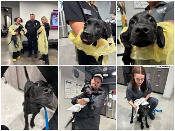 Images of dogs that were rescued by Tampa Police officers.