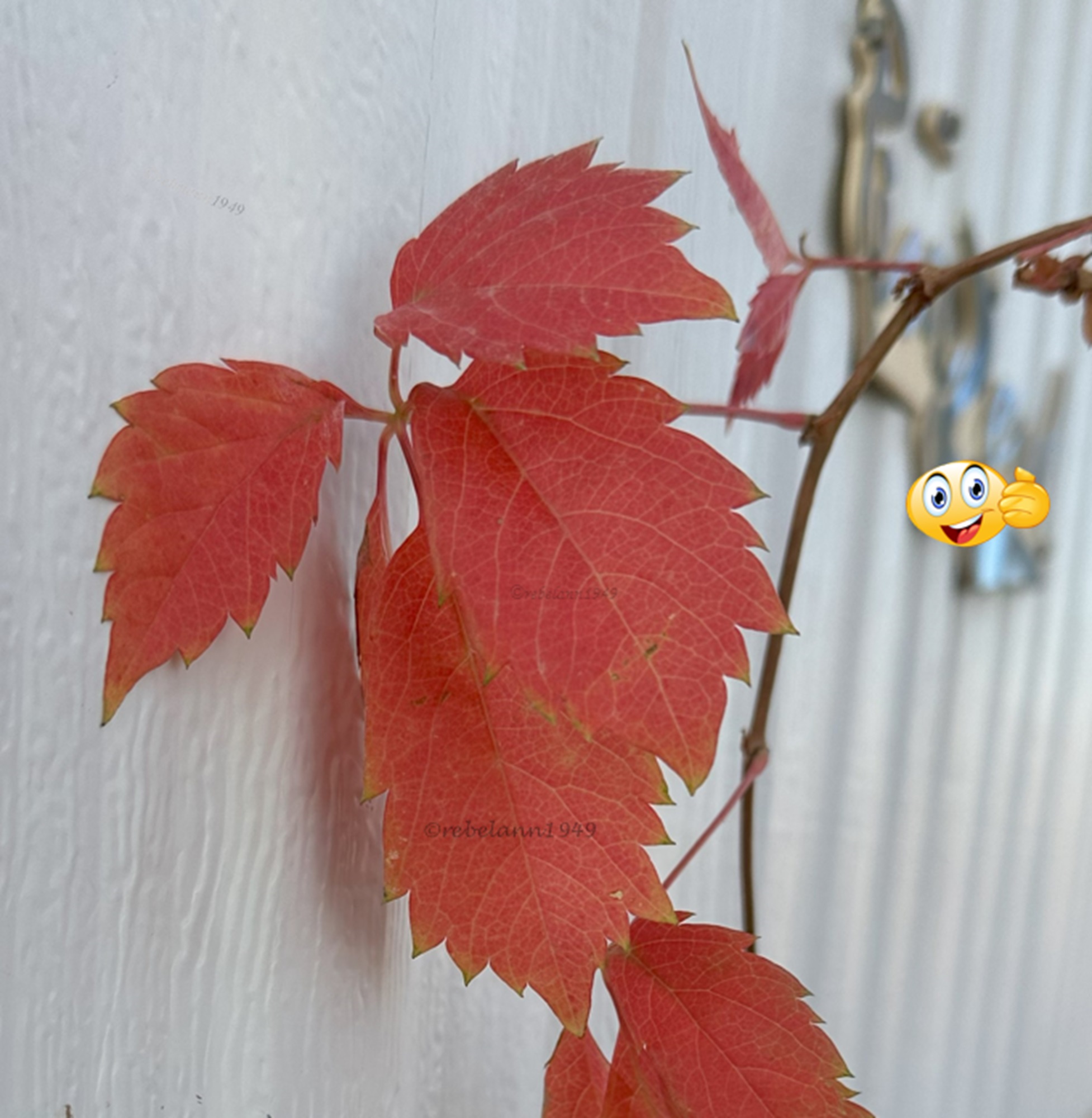 I don&#039;t have much fall color but my virginia creeper gives me a few orange leaves about this time of year.