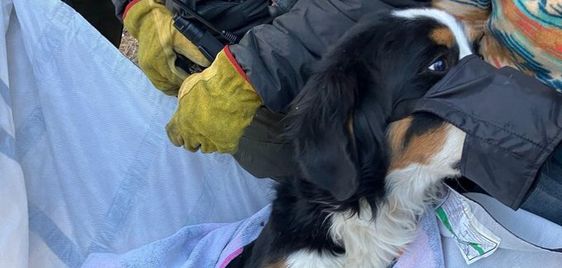 Bernese mountain dog Nova Riley rescued in Colorado.