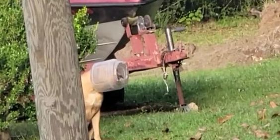 A male stray dog named Jughead rescued by an animal rescue member A male stray dog named Jughead rescued by an animal rescue member