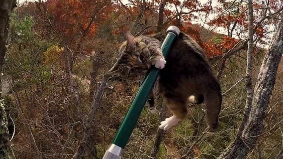 A cat being rescued in North Carolina by a retired military officer A cat being rescued in North Carolina by a retired military officer