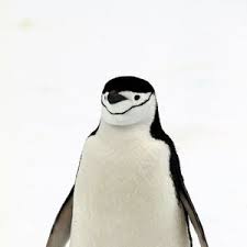 Chinstrap Penguin