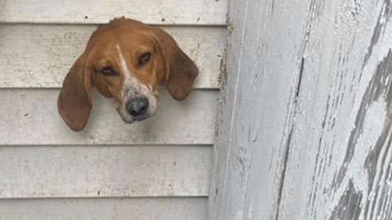 Male dog name Spike needed to be rescued by firefighters in South Carolina  